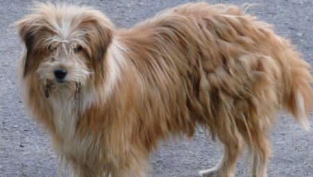 Dog tangles: causes and solutions to the problem