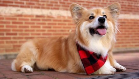Corgi fluffy: features of the gene and the maintenance of puppies