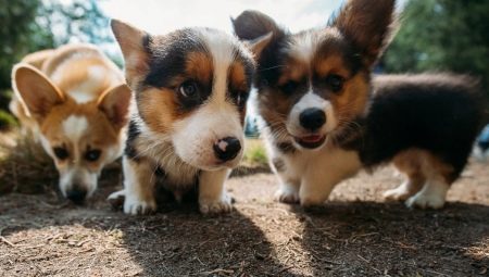 Corgi: description, character, species and colors, content