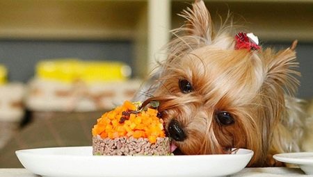 Food for Yorkshire terriers: types, selection and nutritional norms