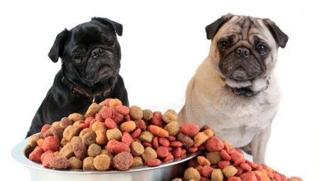 Food for pugs: types and features of choice