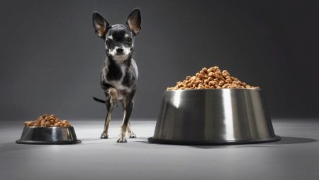 Food for toy terrier: what are they and how to choose the right one?
