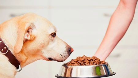 Holistic-class food for dogs: compositional features, types and selection criteria