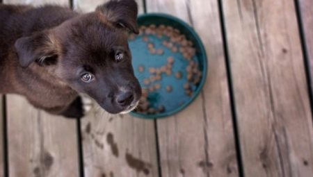 Holistic food for small breed dogs: types and selection criteria