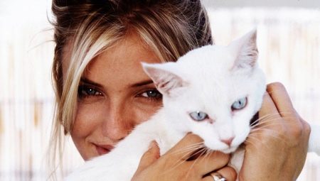 Cats and their owners: do cats love their owners and can they forget them?