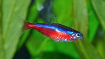 Néon rouge : description des poissons, entretien et élevage