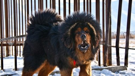 Large dog breeds: common traits, rating, choice and care