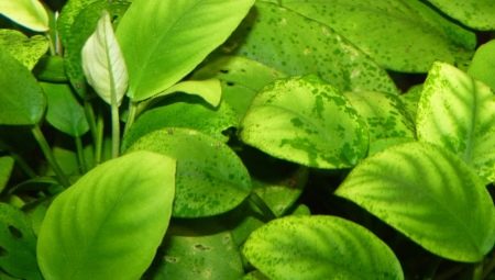 Xenocokus: description, fight, prevention