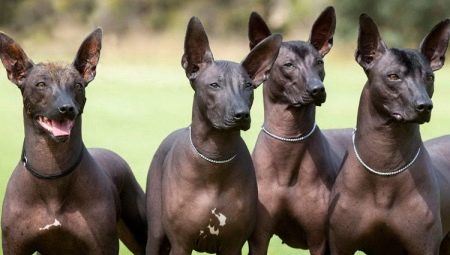 Xoloitzcuintle: breed types, how to keep it?