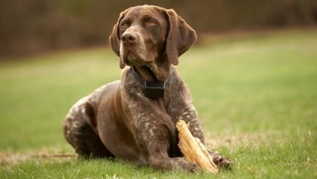 Kurzhaar: description of the appearance and character of dogs, their content