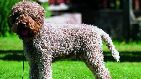 Lagotto Romagnolo: features of the breed and conditions for its maintenance