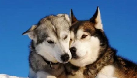 Is Laika a husky or not? Features of breeds and their differences