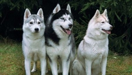 Likes: everything you need to know about dogs