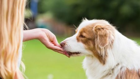 Treats for dogs: types, best producers and features of choice