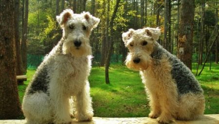 Lakeland Terrier: breed description and cultivation