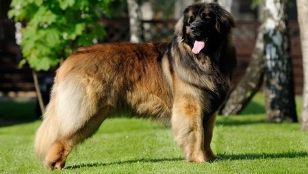 Leonberger: features of the breed and rules for keeping dogs