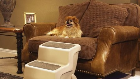 Dog ladders: what are they and how to choose?