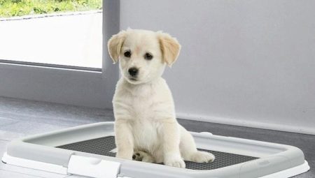 Dog trays: what are there, how to choose and care?