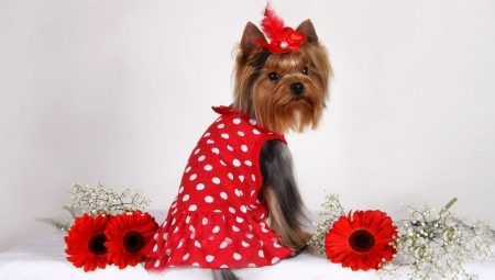 The best nicknames for girls dogs