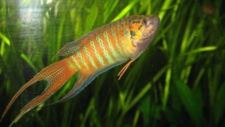 Macropod: description of fish, maintenance and care