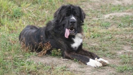 Medellian dog: ιστορία της φυλής