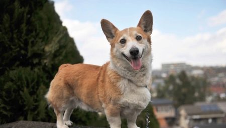 Mestizo corgi: description and content