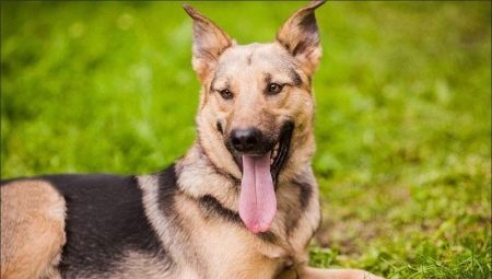 Shepherd mestizo: features, types and tips for choosing