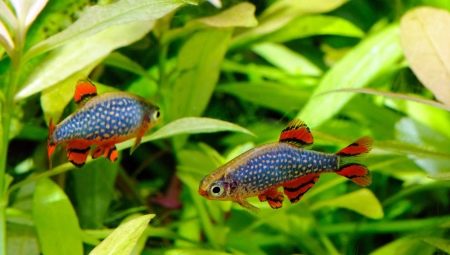 Micro-collection galaxy: keeping and breeding of aquarium fish