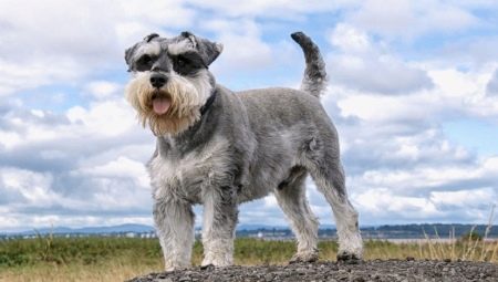 Mittelschnauzer: description of the breed and the nuances of the content