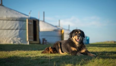 Mongolian Shepherd Dog: breed description, character and content