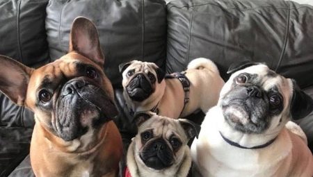Pug and French Bulldog: who to choose?