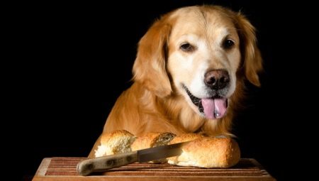 Can dogs be given bread and which one is better to feed?