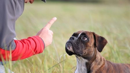 Can a dog be punished and how to do it correctly?