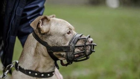 Muselières pour chiens: sélection des types et de la taille