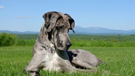 Great Dane: features of the breed and care of dogs