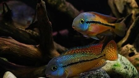 Nicaraguan cichlazomas: description, care, breeding, compatibility