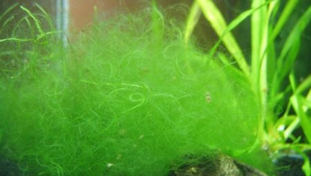 Filament in an aquarium: causes of algae and how to fight