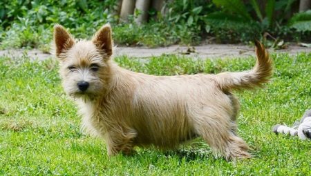 Norwich Terrier: features of the breed and the secrets of its maintenance