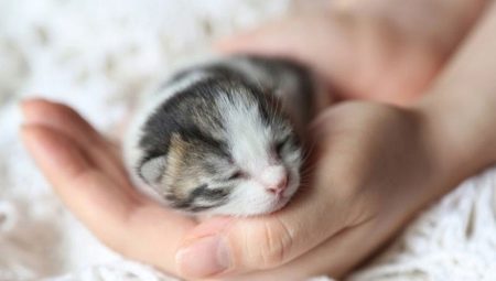 신생아 새끼 고양이 : 발달 및 관리 규칙