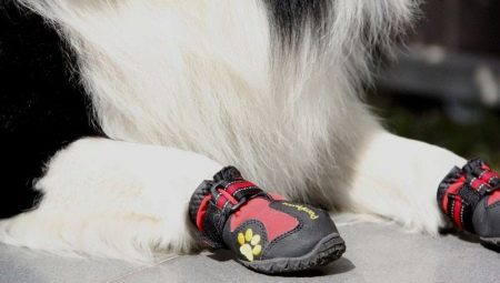 Shoes for dogs: types and recommendations for choosing