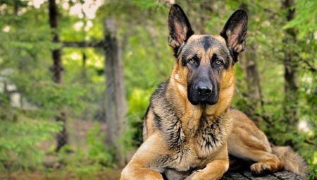 Examen des surnoms allemands pour les chiens