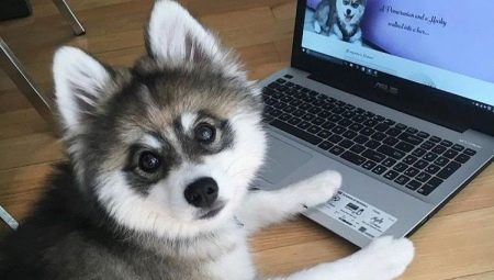 Review of new dog breeds