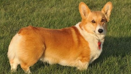 Review of dog breeds without a tail