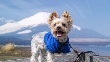 Clothes for dogs: varieties and features of choice