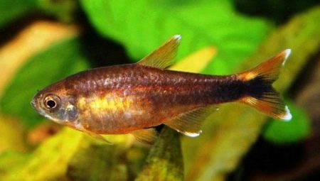 Description of the copper tetra and the rules for its content