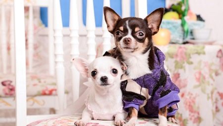 Description of dog breeds that don't smell like dog