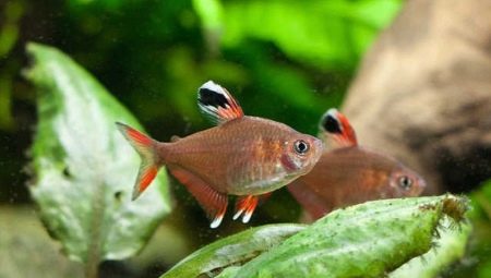 Ornatus: types and content