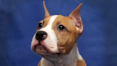 Features of cropping ears in the Staffordshire Terrier