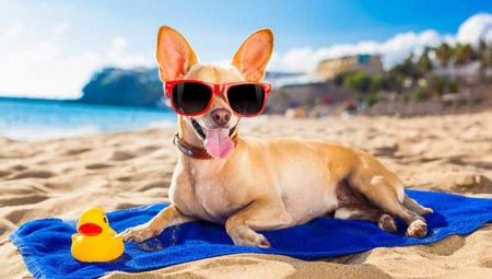 Repos avec les chiens : hébergement, déplacements et normes de comportement
