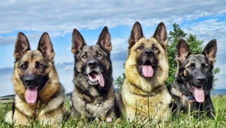 Sheepdogs: types, characteristics, selection and care tips